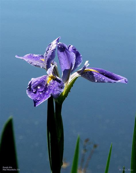 Purple Iris Photograph By Robert Meanor Fine Art America
