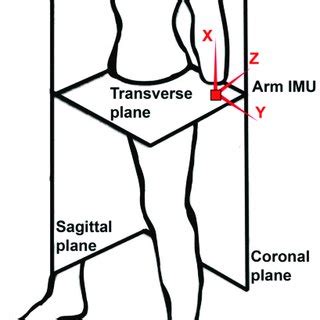For example, a diagram may be labelled as a transverse section, viewed superiorly. Illustration of the definition of the sagittal, coronal ...