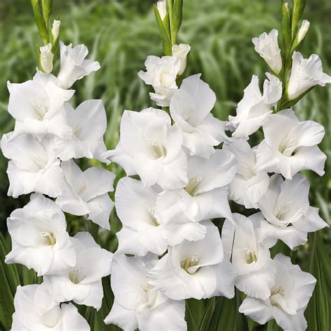 Maybe you would like to learn more about one of these? Gladiolus Flower Bulbs "White Prosperity"