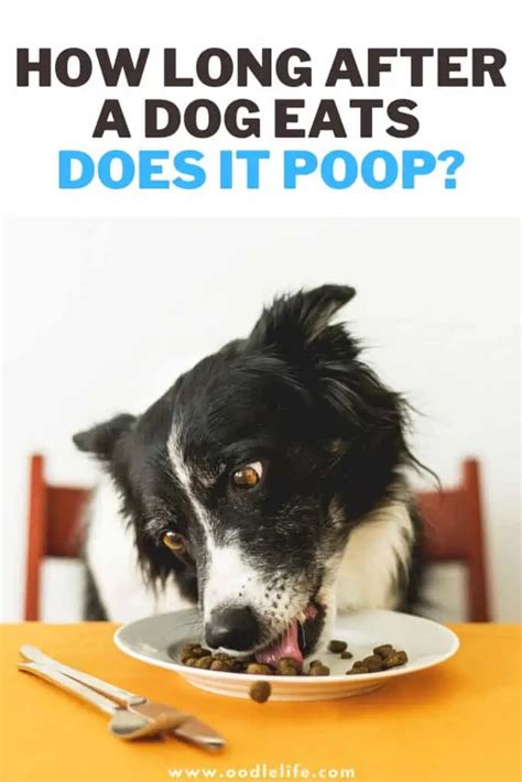 How Long After Food Do Dogs Poop