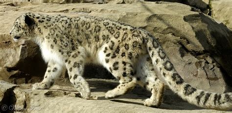 Panthera Uncia Snow Leopard Uncia Uncia