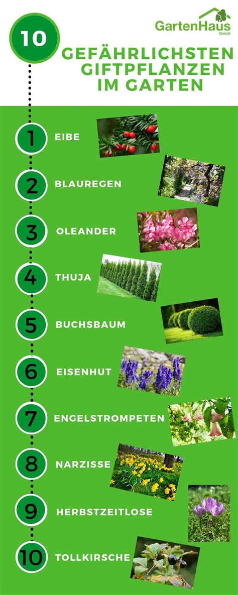 So sehr man ihnen auch einschärft, nicht einfach beeren zu pflücken und zu verspeisen. Die 10 gefährlichsten Giftpflanzen im Garten ...