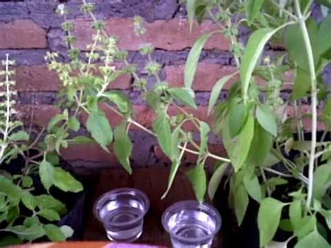 Daun parsley memiliki nama ilmiag ptroselinum cripsum, yang daun parsley sendiri merupakan tumbuhan yang merambat yang dapat mencapai ketinggian hingga 1 meter lebih. Ciri ciri daun kemangi, daun ciri daun kemangi adalah ...