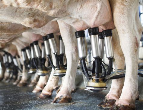 Ausstieg Aus Der Milchproduktion Ein Schicksalsbericht Agrarheute Com