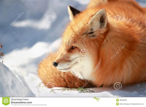 Beautiful Red Fox Stock Photo Image Of Beauty Quebec