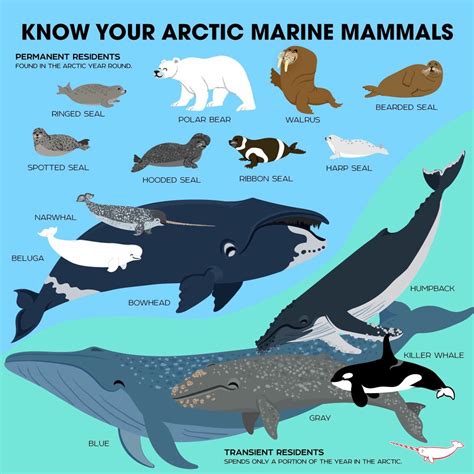 Arctic Animals Fun Facts And Marine Life