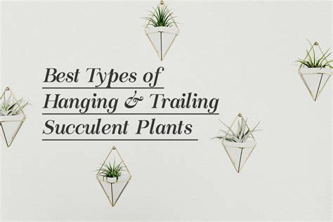 There are plenty of types with different gorgeous colors when it comes to echeverias. Best Types of Hanging & Trailing Succulent Plants