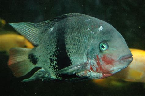 Flowerhorn The Hybrid Cichlids Vieja