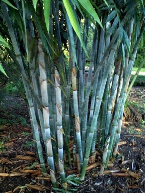 Fresh Seeds 50 Rare Blue Bamboo Seeds Privacy Plant Garden Clumping