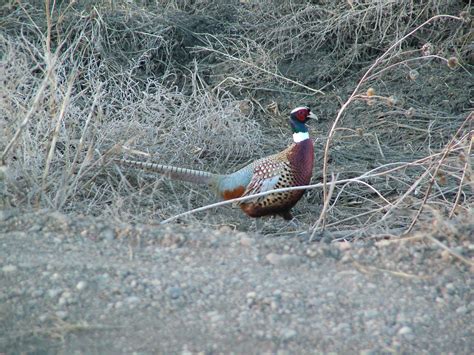 🔥 [100+] Pheasant Hunting Wallpapers | WallpaperSafari