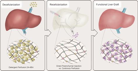 Concise Review Liver Regenerative Medicine From Hepatocyte