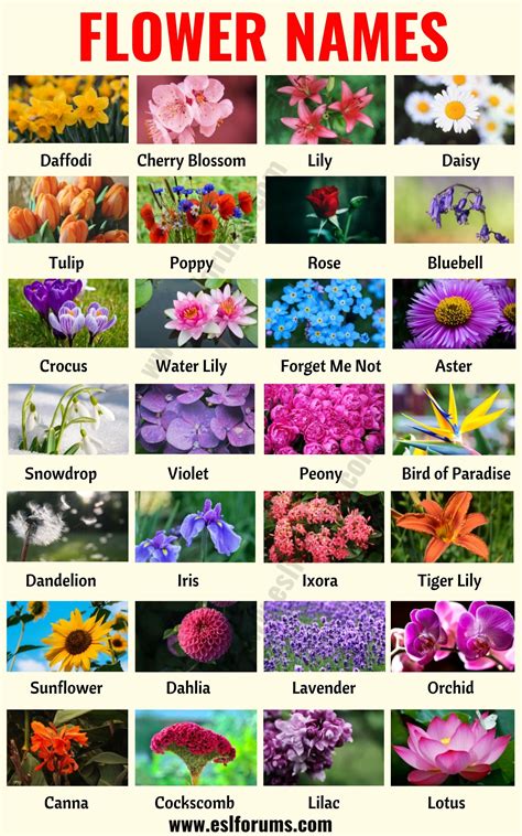 All types of flowers with names. Flower Names: List of 25+ Popular Types of Flowers with ...