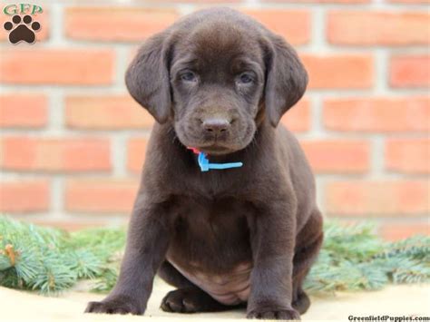In nice weather, our english chocolate lab puppies are taken outside a few hours a day for some sunshine and introductions to all the outside sounds of vehicles, kids playing, lawn mowers, etc. Lydia, Chocolate Lab Puppy For Sale from Leola, PA ...