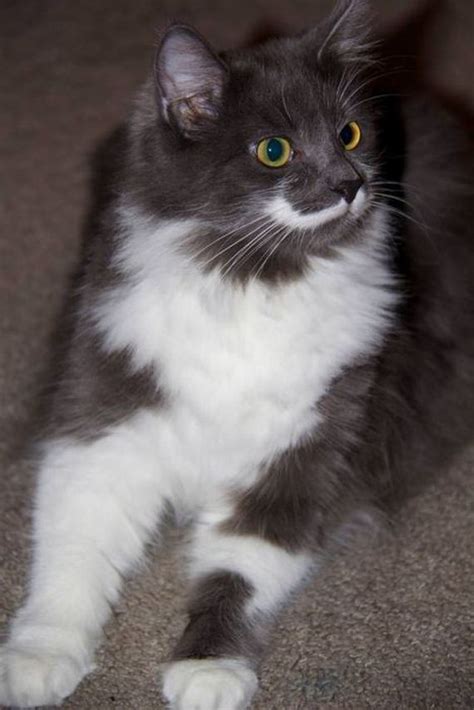 Trimming and maintaining a mustache is fairly easy. Mustache Kitten - Barnorama