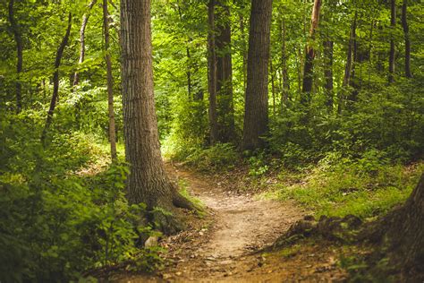 Free Images Tree Nature Path Wilderness Trail Sunlight Leaf