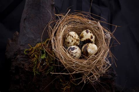 218 Birds Nest Eggs Inside Stock Photos Free And Royalty Free Stock