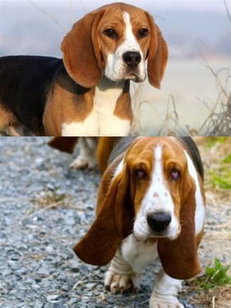 Beagle Vs Basset Hound Which Breed Is Right For You Dogbreedo