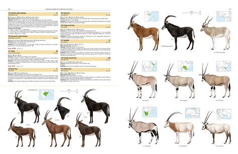 Illustrated Checklist Of The Mammals Of The World Lynx Edicions