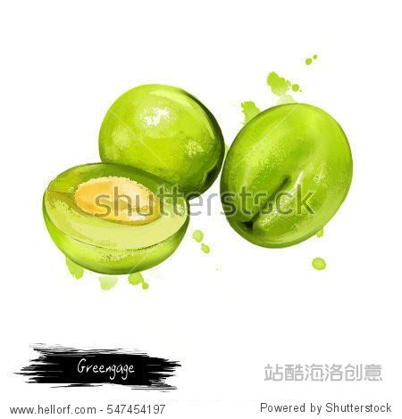 Greengage Fruit Isolated On White Digital Art Watercolor Illustration