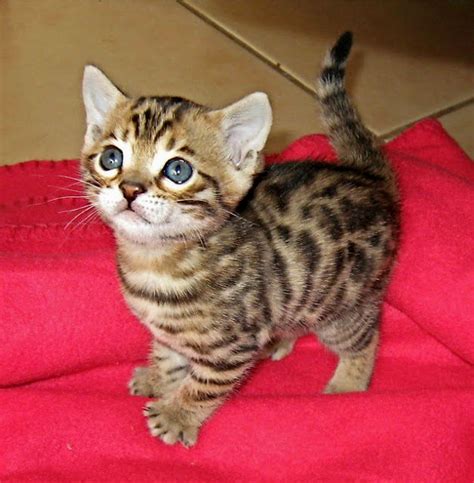 Bengals play harder and longer, and have more strength to power their muscles. How Much Does A Bengal Cat Cost - Cat and Dog Lovers
