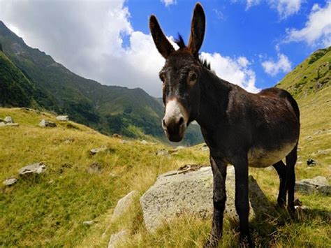 Donkey Desktop Wallpapers Top Free Donkey Desktop Backgrounds