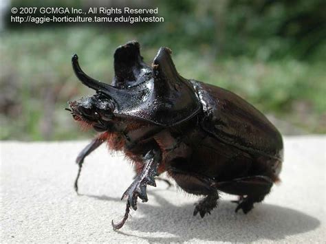 This combination means the pokemon has a total of five different weaknesses available to exploit. Beneficial insects in the landscape: #44 Ox or Elephant Beetle