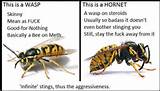 Pictures of Hornet Vs Wasp