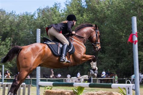 What Are The Best Horses For Show Jumping Horses And Foals