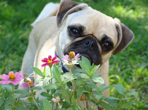 Always Take Time To Smell The Flowers Cute Pugs Pug Love Pugs