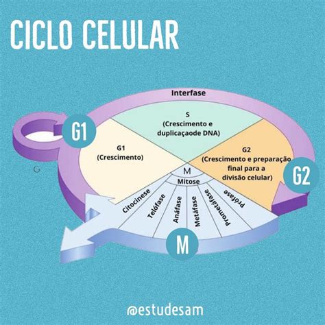 Ciclo Celular Ciclo Celular Resumo Sobre Mitose