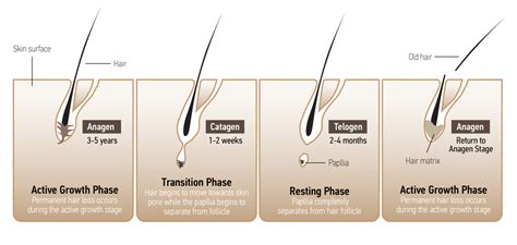 How Accurate Are Hair Follicle Drug Tests Recovery Realization