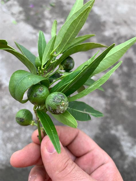 Maybe you would like to learn more about one of these? Grandine killer, Cia Puglia: « Uva distrutta, olive a ...