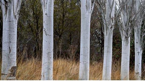 15 Beautiful Trees With White Bark Happy Diy Home