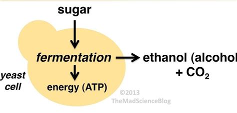 explain briefly the process that takes place in yeast during fermentation