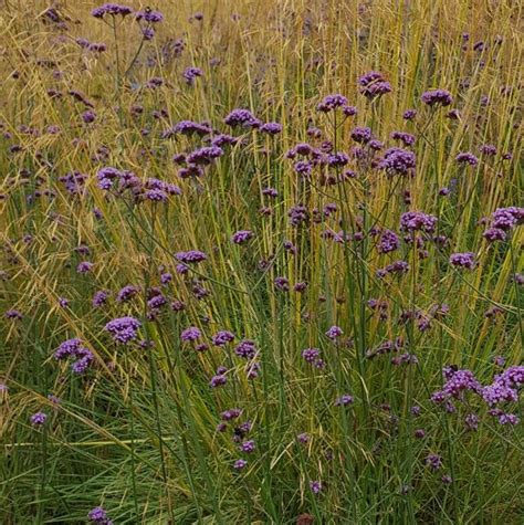 Verbena Bonariensis Farmyard Nurseries