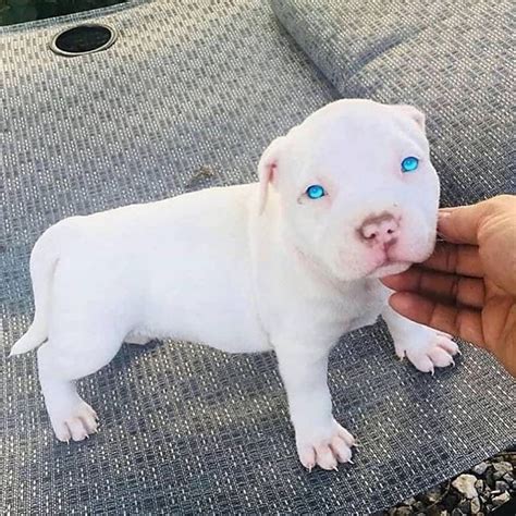 Needless to say, they can get quite temperamental, stubborn and hard to teaching your blue nose pitbull puppies before they grow up is a big advantage for them to get easily disciplined. White blue eyed pitbull puppy | Pitbull puppies, Cute animals, Cute dogs