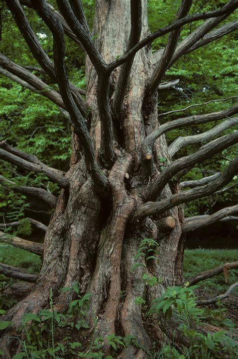 Dawn Redwood Tree Metasequoia Glyptostroboides Serverpastor