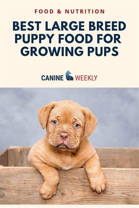 The ideal large breed puppy foods are designed to allow them to develop accordingly. 10 Best Large Breed Puppy Food Picks of 2020 | Canine ...