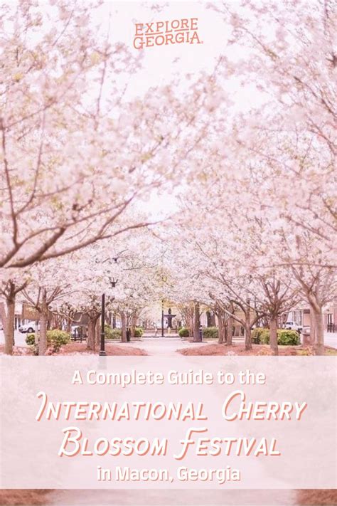 Guide To The International Cherry Blossom Festival In Macon Georgia