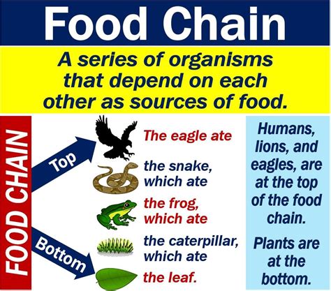 What is the food chain? Definition and examples - Market Business News