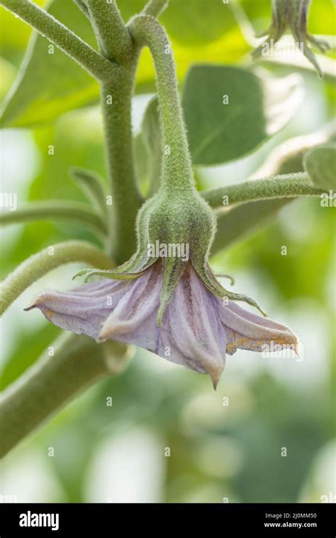 Flowering Organic Eggplant Also Known As Aubergine Or Brinjal