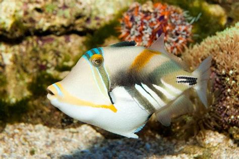 Triggerfish Animal Facts And Information