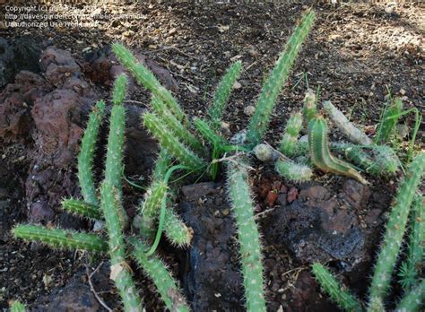 Plantfiles Pictures Hanging Cactus Pitayita Snake