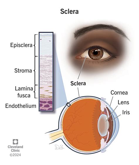 Sclera White Of The Eye Definition Anatomy And Function