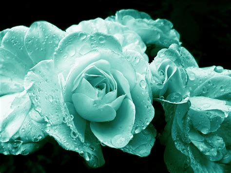 Teal Roses With Raindrops Photograph By Jennie Marie Schell Pixels