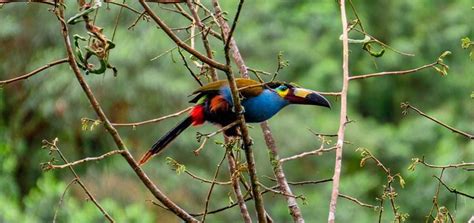 Colombia Cuenta La Mayor Cantidad De Especies De Aves En El Mundo