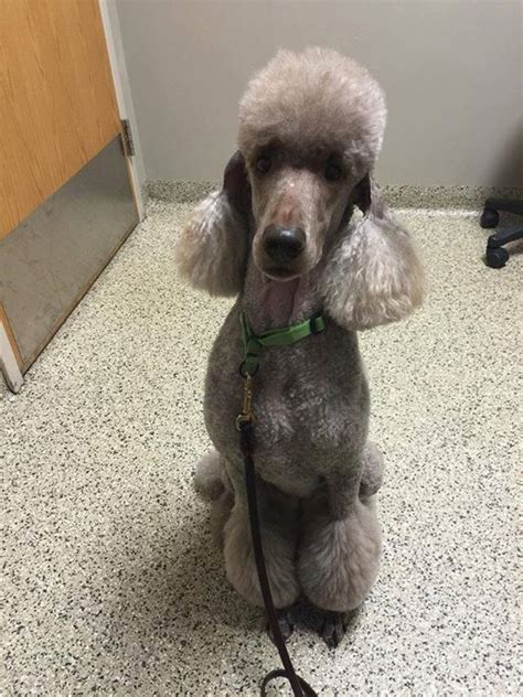 My mini poodle is lucky if he sees a brush or bath for 3 months haha. WANTED Pictures of Poodles with shaved ears - Page 2 - Poodle Forum - Standard Poodle, Toy ...