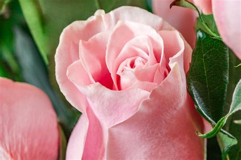 Premium Photo Rosebud Of A Pink Rose Closeup Selective Focus