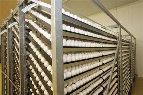 Pre Incubation To Improve Hatchability Poultry World