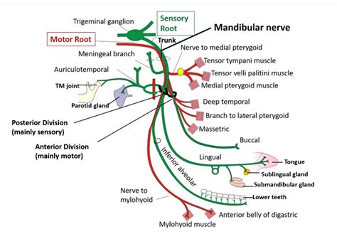 V3 Cn 5 Nerve Anatomy Nerve Anatomy